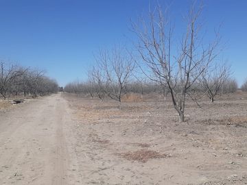 RAMCHO CON NOGALES EN VENTA EN SAN PEDRO DE LAS COLONIAS, COAHUILA