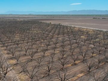 RAMCHO CON NOGALES EN VENTA EN SAN PEDRO DE LAS COLONIAS, COAHUILA