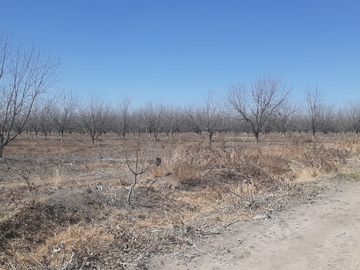 RAMCHO CON NOGALES EN VENTA EN SAN PEDRO DE LAS COLONIAS, COAHUILA