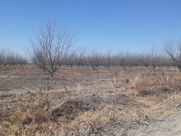 RAMCHO CON NOGALES EN VENTA EN SAN PEDRO DE LAS COLONIAS, COAHUILA