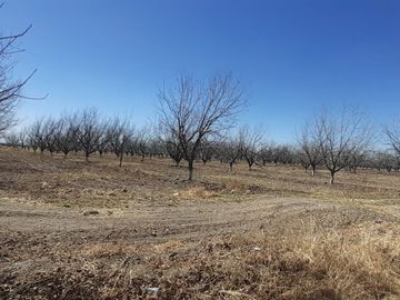 RAMCHO CON NOGALES EN VENTA EN SAN PEDRO DE LAS COLONIAS, COAHUILA