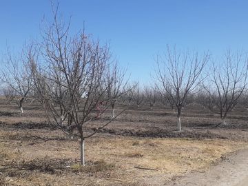 RAMCHO CON NOGALES EN VENTA EN SAN PEDRO DE LAS COLONIAS, COAHUILA