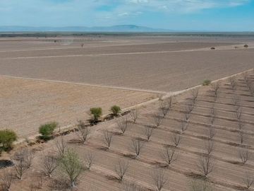 RAMCHO CON NOGALES EN VENTA EN SAN PEDRO DE LAS COLONIAS, COAHUILA