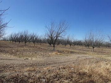 RAMCHO CON NOGALES EN VENTA EN SAN PEDRO DE LAS COLONIAS, COAHUILA