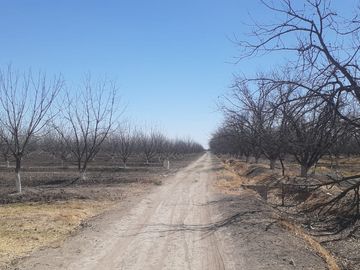 RAMCHO CON NOGALES EN VENTA EN SAN PEDRO DE LAS COLONIAS, COAHUILA