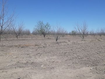 RAMCHO CON NOGALES EN VENTA EN SAN PEDRO DE LAS COLONIAS, COAHUILA