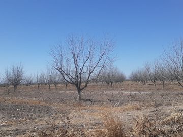 RAMCHO CON NOGALES EN VENTA EN SAN PEDRO DE LAS COLONIAS, COAHUILA