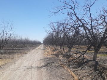 RAMCHO CON NOGALES EN VENTA EN SAN PEDRO DE LAS COLONIAS, COAHUILA