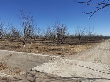 RAMCHO CON NOGALES EN VENTA EN SAN PEDRO DE LAS COLONIAS, COAHUILA