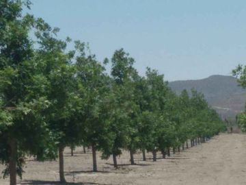VENTA DE TERRENO CON NOGALES EN PARRAS DE LA FUENTE, COAH.
