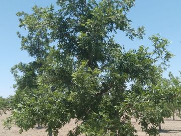VENTA DE TERRENO CON NOGALES EN PARRAS DE LA FUENTE, COAH.