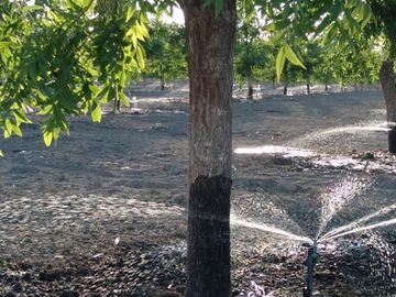 VENTA DE TERRENO CON NOGALES EN PARRAS DE LA FUENTE, COAH.