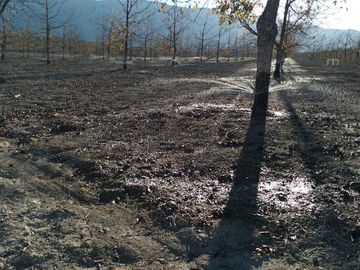 VENTA DE TERRENO CON NOGALES EN PARRAS DE LA FUENTE, COAH.