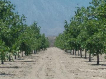 VENTA DE TERRENO CON NOGALES EN PARRAS DE LA FUENTE, COAH.
