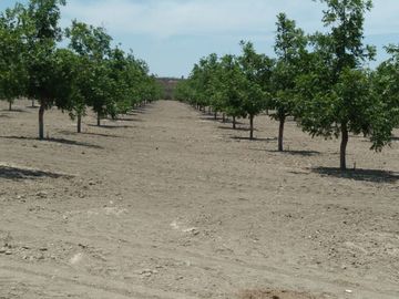 VENTA DE TERRENO CON NOGALES EN PARRAS DE LA FUENTE, COAH.
