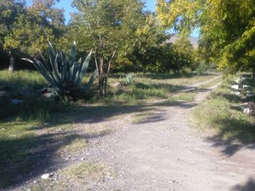 SE VENDE TERRENO CON NOGALES EN PARRAS DE LA FUENTE, COAHUILA