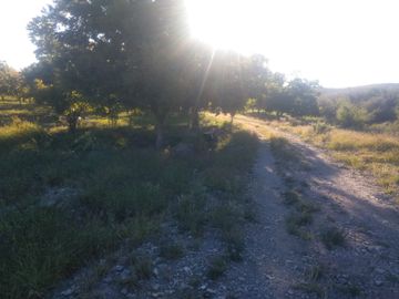 SE VENDE TERRENO CON NOGALES EN PARRAS DE LA FUENTE, COAHUILA