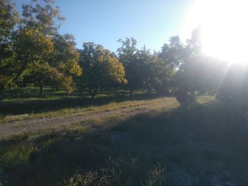 SE VENDE TERRENO CON NOGALES EN PARRAS DE LA FUENTE, COAHUILA