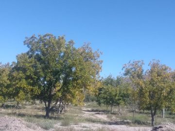 SE VENDE TERRENO CON NOGALES EN PARRAS DE LA FUENTE, COAHUILA
