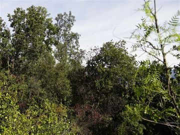 Parcela en Venta en La Isla - La Vega, Cuesta La Dormida - Olmué