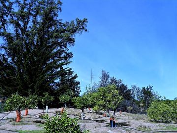 Parcela en Venta en La Isla - La Vega, Cuesta La Dormida - Olmué