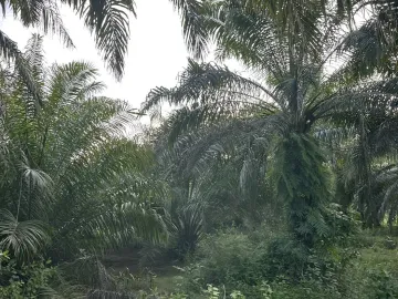 Land for sale in Thung Krabue, Trang
