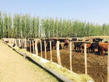 Casa en Venta en San Rafael, San Rafael, Mendoza, Argentina