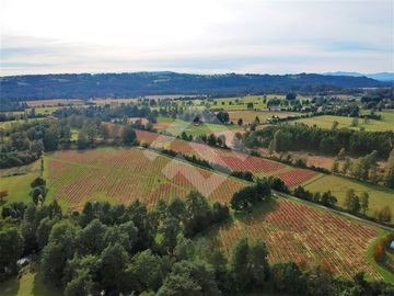Agrícola en Venta en camino Los Lagos