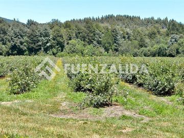 Agrícola en Venta en camino Los Lagos