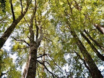 Agrícola en Venta en camino Los Lagos