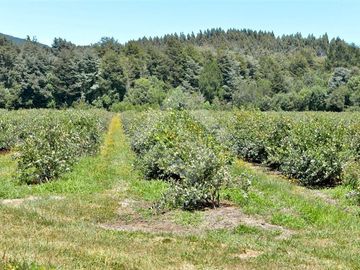Agrícola en Venta en camino Los Lagos