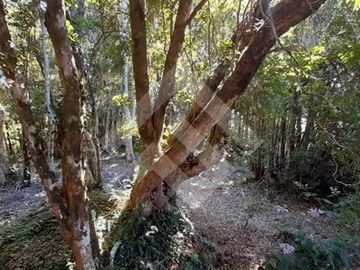 Parcela en Venta en CARIQUILDA MAULLIN