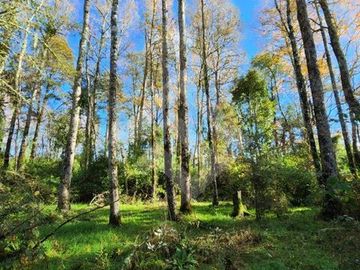 Parcela en Venta en RANCO NATIVO LA UNION