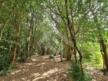 Parcela en Venta en RANCO NATIVO LA UNION