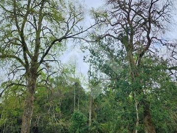 Parcela en Venta en RANCO NATIVO LA UNION