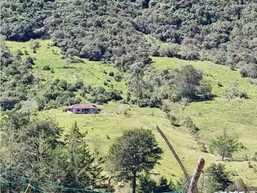 vendo finca en Sonsón Antioquia, aguas cristalinas, bosques, aire puro