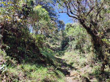 vendo finca en Sonsón Antioquia, aguas cristalinas, bosques, aire puro
