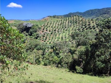 vendo finca en Sonsón Antioquia, aguas cristalinas, bosques, aire puro