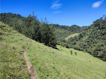 vendo finca en Sonsón Antioquia, aguas cristalinas, bosques, aire puro