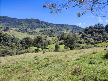 vendo finca en Sonsón Antioquia, aguas cristalinas, bosques, aire puro