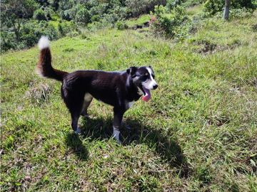 vendo finca en Sonsón Antioquia, aguas cristalinas, bosques, aire puro