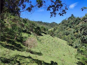 vendo finca en Sonsón Antioquia, aguas cristalinas, bosques, aire puro