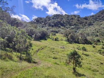 vendo finca en Sonsón Antioquia, aguas cristalinas, bosques, aire puro