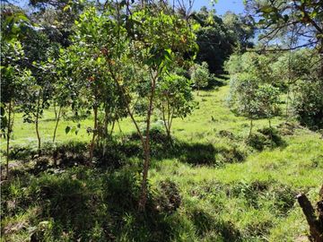 vendo finca en Sonsón Antioquia, aguas cristalinas, bosques, aire puro
