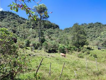 vendo finca en Sonsón Antioquia, aguas cristalinas, bosques, aire puro
