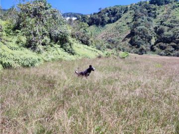 vendo finca en Sonsón Antioquia, aguas cristalinas, bosques, aire puro