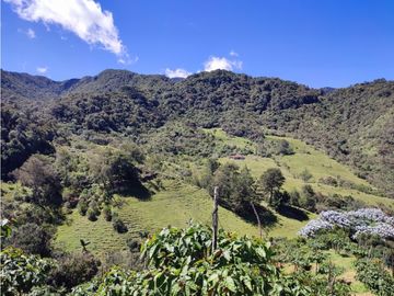vendo finca en Sonsón Antioquia, aguas cristalinas, bosques, aire puro