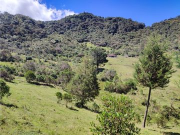 vendo finca en Sonsón Antioquia, aguas cristalinas, bosques, aire puro