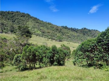 vendo finca en Sonsón Antioquia, aguas cristalinas, bosques, aire puro