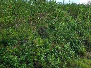 Terreno en San Benito, Yucatán, Cerca del Mar